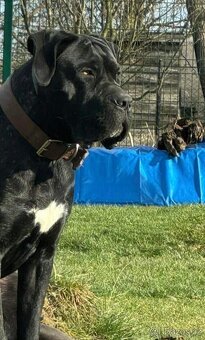 Cane Corso s PP FCI - 9