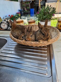 Zakrslý králík - 9