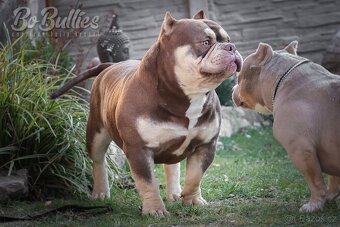 American bully pocket ABKC - 9