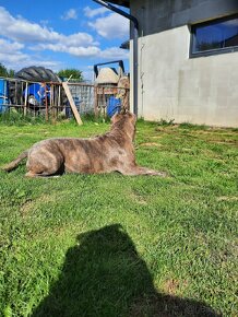 American bully Krytí - 9