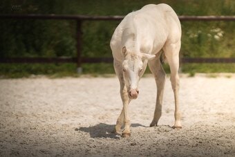 Cremello klisnička s odznaky s reining/cutting původem - 9