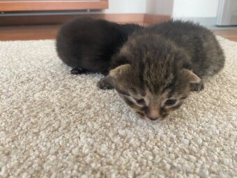 Májová koťata 🐈⬛ - 9