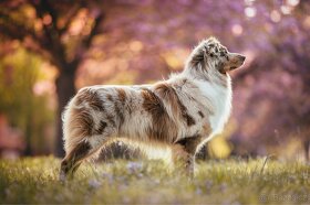 KRYTÍ CHOVNÝM PSEM - AUSTRALSKÝ OVČÁK S PP - 9