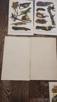 Kobrův příruční atlas - 9