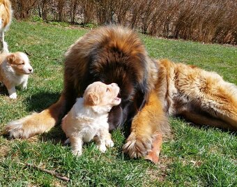 border kolie ee - red - 9