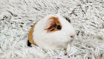 Morče, Morčátko, Morčátka - BETTY - 9