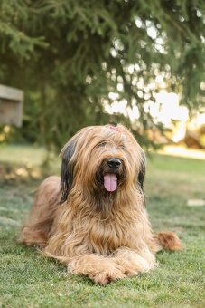 Briard štěňátka s PP - 9