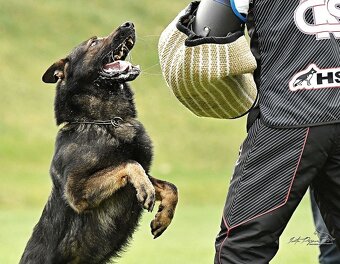 Německý ovčák štěně pes s PP - 9