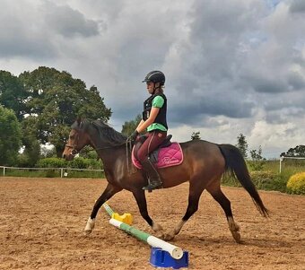 Welsh pony klisna - 9