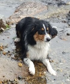 Krytí border kolie - Lanškroun - 9