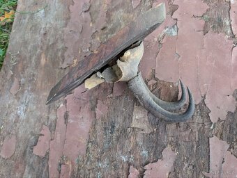 Vycpaniny trofeje - 9