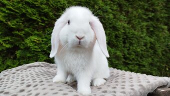 Zakrslý beránek, králíček, králík - HARRY - 9