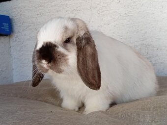 Samička Zakrslý Beránek MiniLop ❤️🍀 - 9