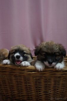 Welsh Corgi Pembroke - 9