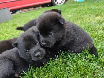 Shiba inu s Šiperkou - 9
