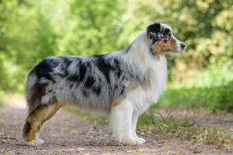 australský ovčák s pp - 9