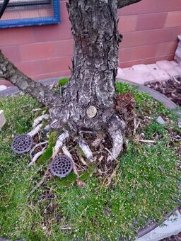 Borovice drobnokvětá bonsai - 9