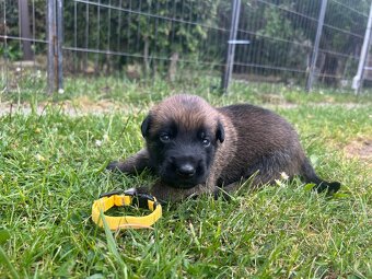 Belgický ovčák - malinois s PP - 9