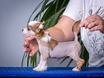 Čínský chocholatý pes - Štěňata s PP - 9