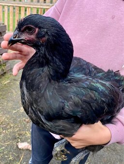 Žerzejský obr (Jersey Giant) - 9