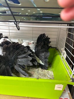 Anglický pavík - 9