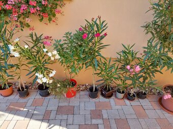 Banánovník Musa basjo a Dwarf cavendish, - 9