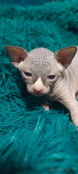 Koťátka kanadského sphynxe bez PP - 9