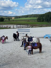 Shetland valach standard s PP do pony sportu - 9