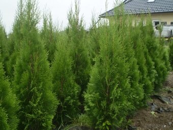 Thuje smaragd (tuje) 100-140cm nadzemní část stromečku - 9