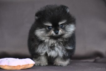 Pomeranian - 9
