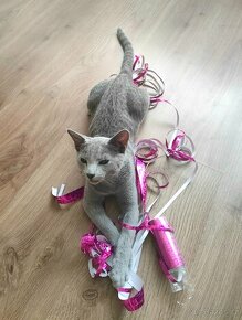 Ruská modrá kocour ke krytí - 9