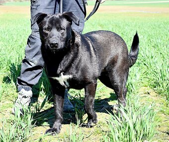 ALLEGRA K ADOPCI-2 ROKY, MILÁ,VDĚČNÁ,ODDANÁ - 9
