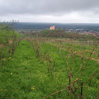 vinohrad - sad - 9