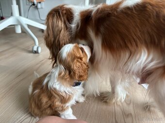 Kavalir King Charles Spaniel - 9