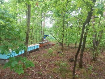 Včelí oddělky 2026 - 9