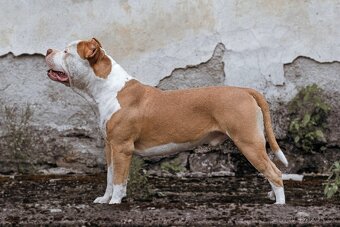 American bully - krytí - 9