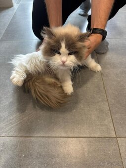 Kocour Ragdoll s PP, 3letý, zdravý, čistotný, mazlivý, kastr - 9