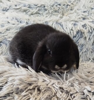 Minilop - anglický zakrslý beránek s VP - 9