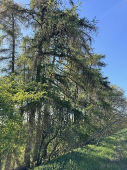 Prodám lesní pozemky v k.ú. Žďárek u Sychrova - 9