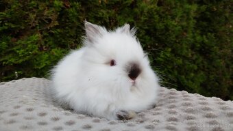 Zakrslý králík, králíček -(TEDDY)-ONŘEJ A OTA - 9
