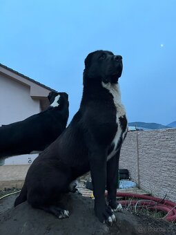 Středoasijský pastevecký pes - SAO - 9