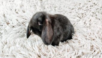 Zakrslý beránek, králík, králíček - PEGGY - 9