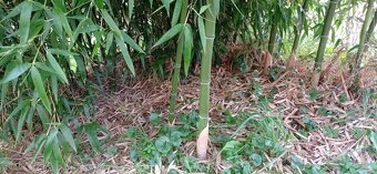 Prodam bambus Phyllostachys atrovaginata - 9