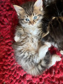 Maine coon mačiatka - 9