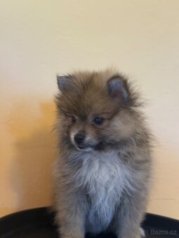 Pomeranian - 9