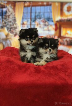 Pomeranian / Zwergspitz - 9