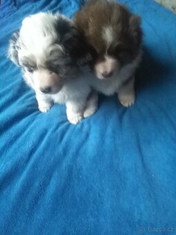 Australský ovčák bez PP - 9