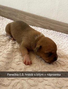 Stafordšírský teriér bez PP - 9