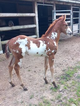Nabízím připouštění plemeným hřebcem APH - 9