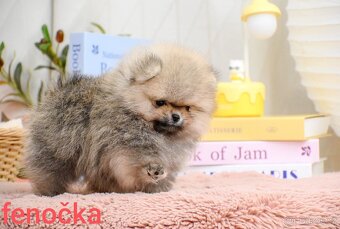 Pomeranian mini - 9